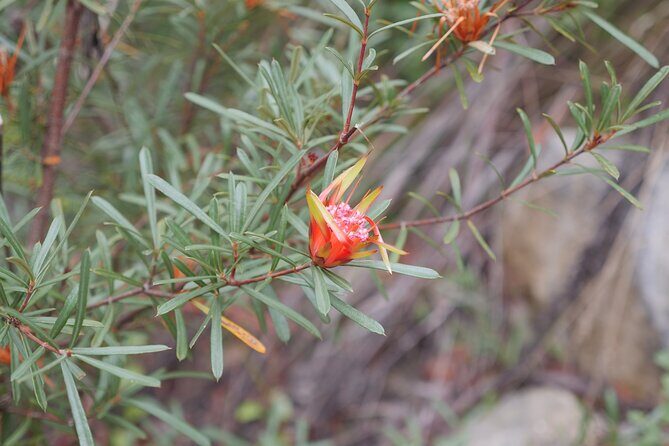 3 Day Scenic Tour of Blue Mountains from Sydney - Comfort and value: what you pay for (and what you still need)