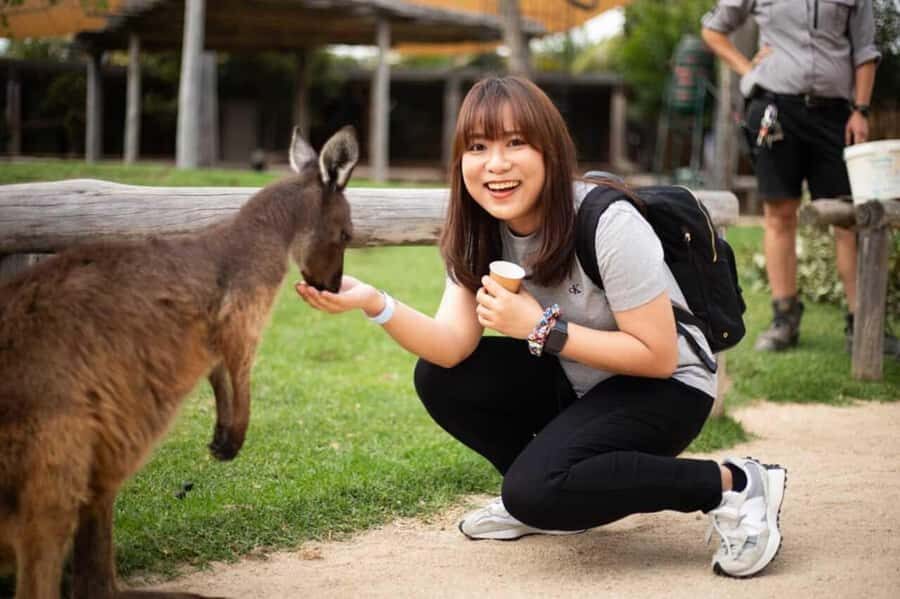 Blue Mountain Tour + Hop-on-Hop-off Big Bus Discover Ticket - Katoomba Scenic World: the 3-ride thrill block with real free time