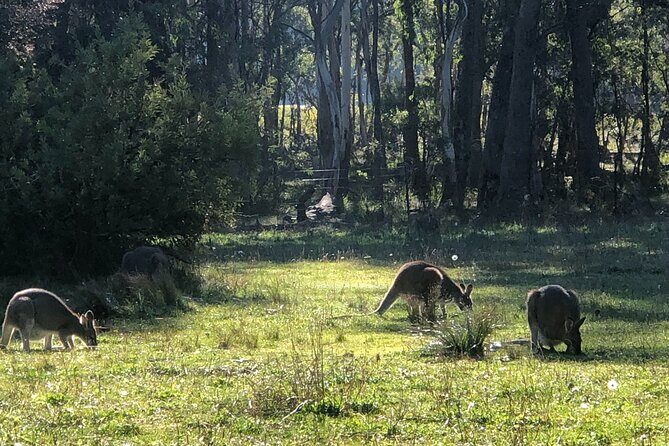Blue Mountains Day, Sunset Tour & Glow Worms Night Adventure - Logistics That Actually Affect Your Day