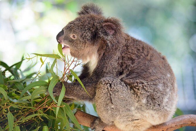 Blue Mountains | Koalas, Kangaroos & Bondi Beach Private Tour - Who This Tour Suits Best (and Who Might Want to Consider Something Else)