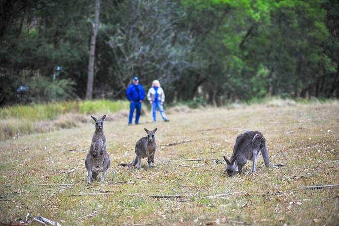 Blue Mountains Private Tour from Sydney - Wentworth Falls to the Three Sisters: viewpoints that actually tell a story