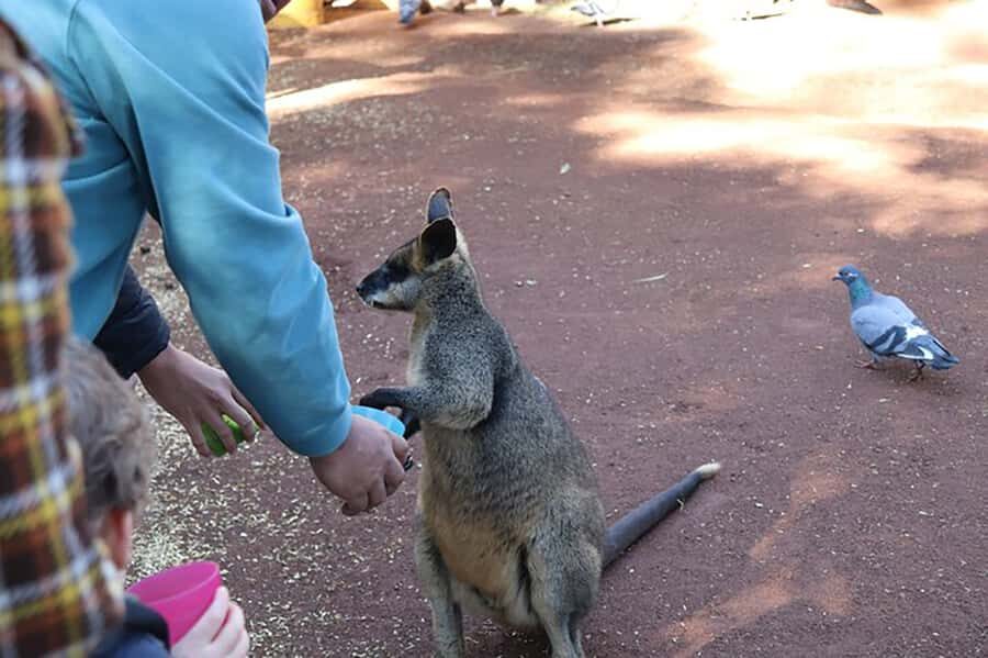 Blue Mountains: Private Tour with Wildlife and River Cruise - Featherdale Wildlife Park: koalas and kangaroos up close