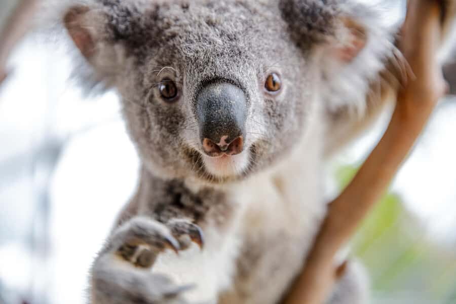 Breakfast with Koalas at WILD LIFE Zoo Darling Harbour - After Breakfast: Your All-Day Zoo Ticket (Use It)