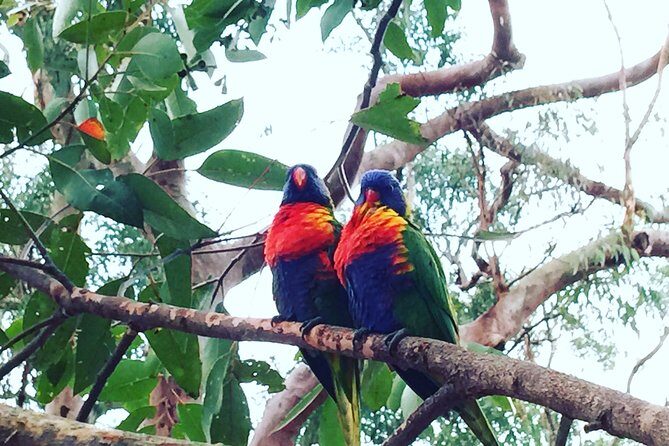 Central Coast Private Tour From Sydney, with Australian Reptile Park Option - The Entrance pelican feeding: a classic show with real waterfront charm