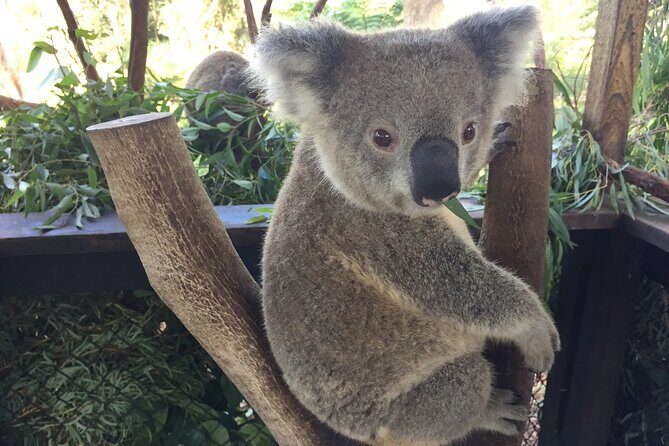 Central Coast Private Tour From Sydney, with Australian Reptile Park Option - Crackneck Lookout Coast Walk and whale season viewing