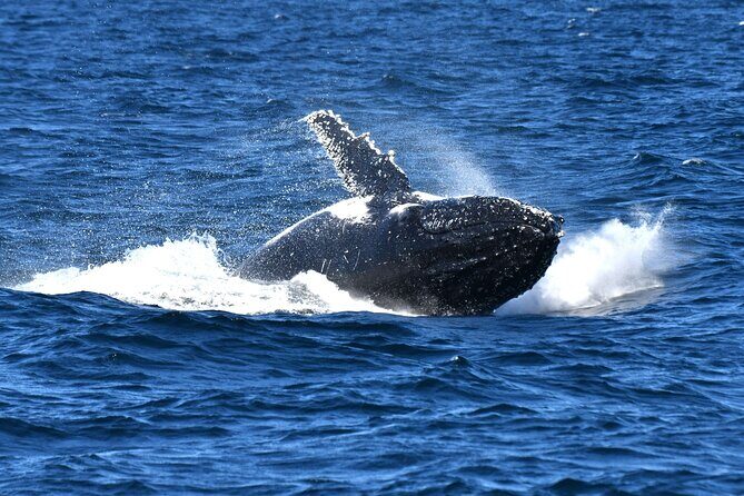 Escape Sydney: Sea Cliff Bridge, Wildlife, Kiama Coast Private - Saddleback Mountain lookout and 270-degree views