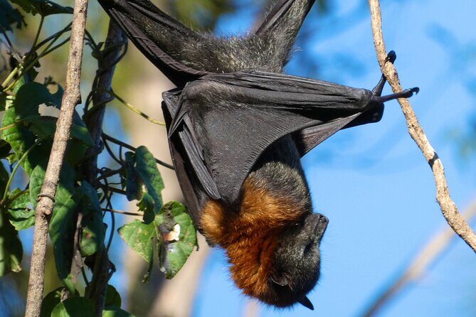 Flying Fox Experience, Thousands of Australia's Largest Bat - Meet Your Guide and Get Set Up Near Circular Quay
