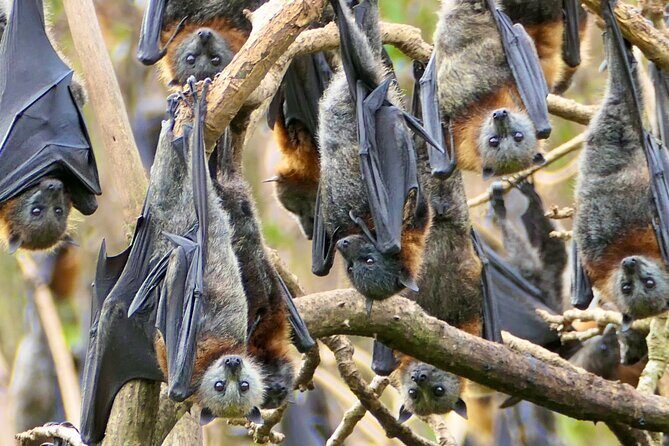 Flying Fox Experience, Thousands of Australia's Largest Bat - High-Zoom Cameras and Binoculars: Getting Photos You’ll Keep