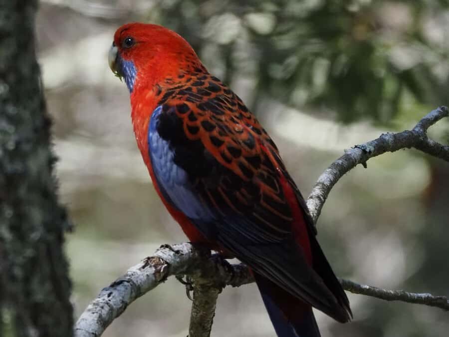 From Sydney: Australian Wildlife Safari with Lunch & Dinner - Key Points You’ll Care About