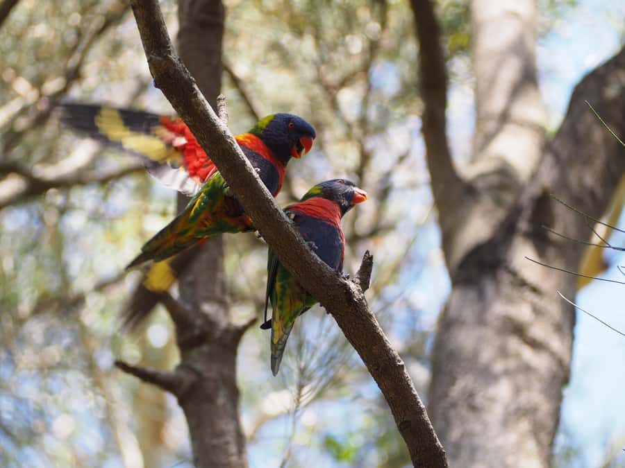 From Sydney: Australian Wildlife Safari with Lunch & Dinner - Getting Out of Sydney Fast: The Southern Highlands Road Trip