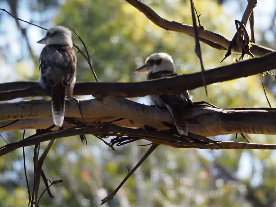 From Sydney: Australian Wildlife Safari with Lunch & Dinner - The Birdlife Afternoon: Kookaburras, Rosellas, and Cockatoos