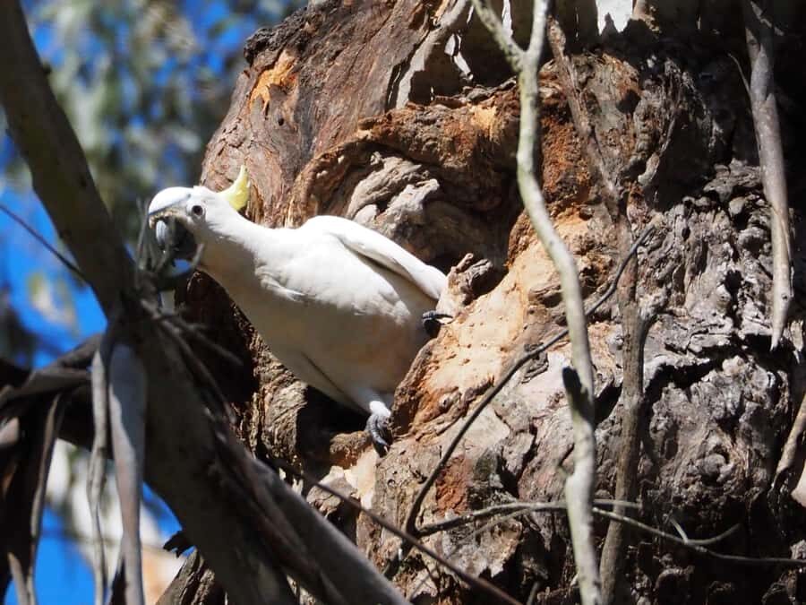 From Sydney: Australian Wildlife Safari with Lunch & Dinner - Historic Pub Dinner and a Reset Before the Night Hunt
