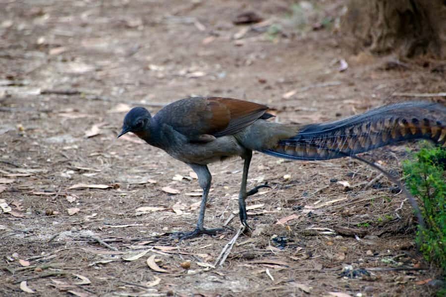 From Sydney: Australian Wildlife Safari with Lunch & Dinner - Spotlighting After Dark: Wombats, Possums, and Feathertail Gliders