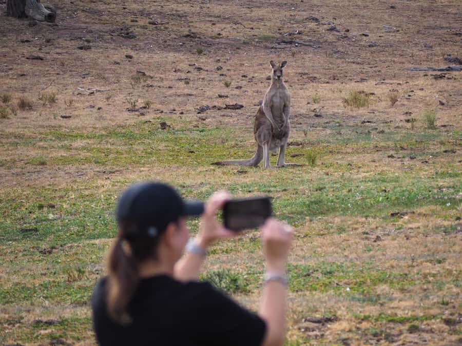From Sydney: Australian Wildlife Safari with Lunch & Dinner - How Much Value You’re Getting for $300