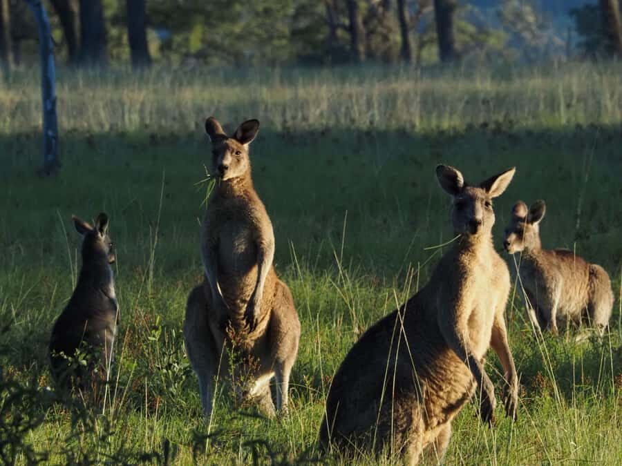 From Sydney: Australian Wildlife Safari with Lunch & Dinner - Lunch, Conservation, and Tracking Lessons Before You Hunt for Wildlife
