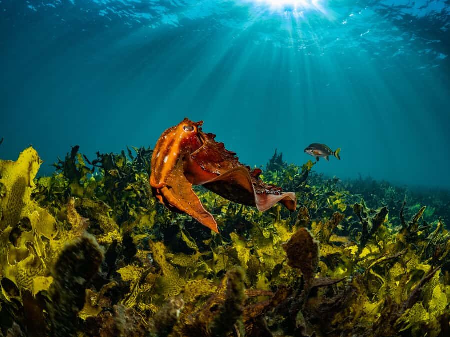 Guided Snorkel Tour at Australias most iconic beach - Key highlights you’ll care about
