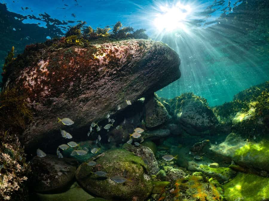 Guided Snorkel Tour at Australias most iconic beach - First-timer support: life rings and instructor-led spotting