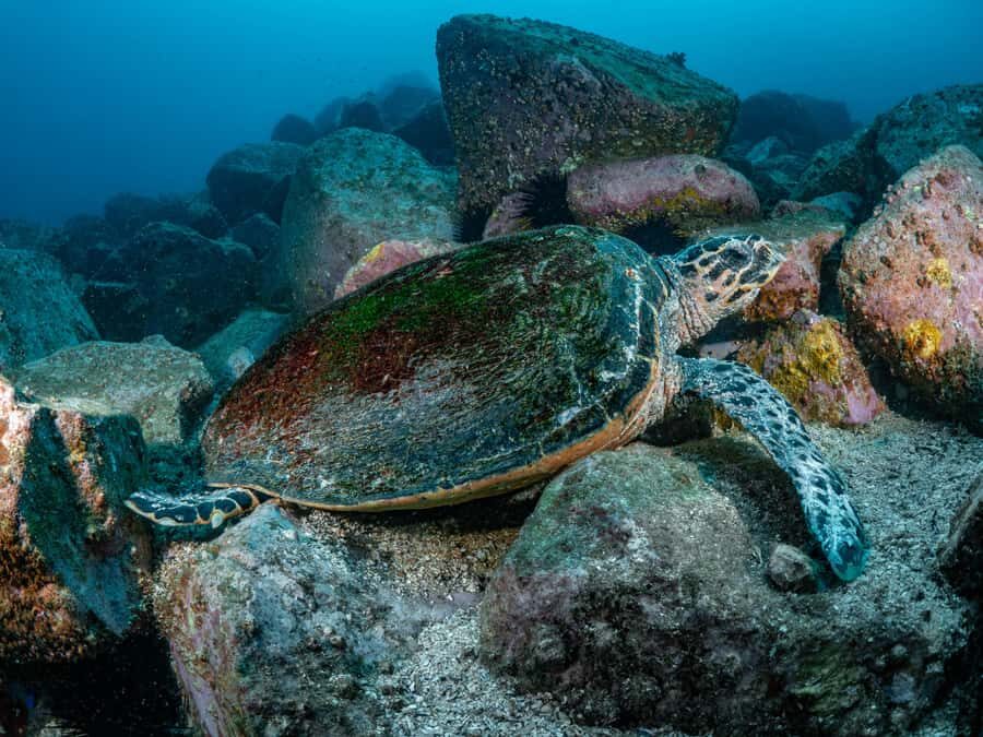 Guided Snorkel Tour at Australias most iconic beach - Should you book this guided Bondi snorkel tour?