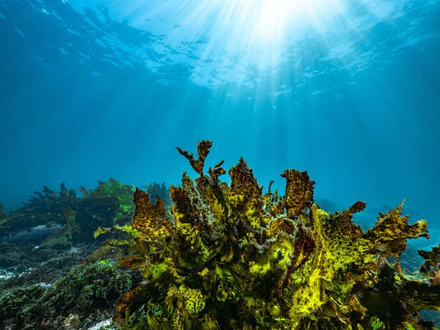 Guided Snorkel Tour at Australias most iconic beach - Geoff James Pool (Clovelly Ocean Pool): what the one hour feels like