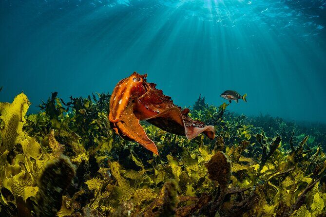 Guided Snorkeling Experience in Bondi - Key Highlights You’ll Care About
