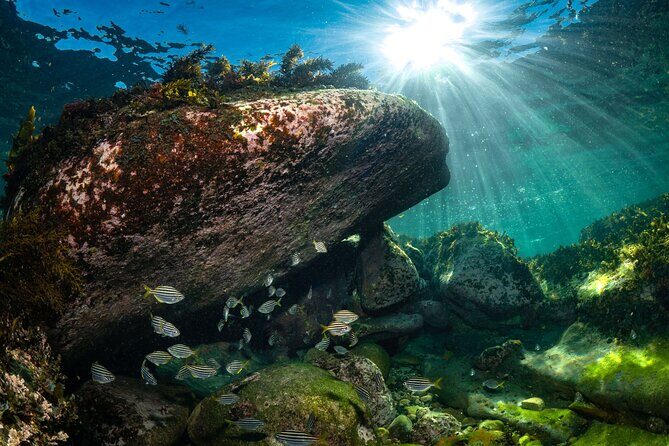 Guided Snorkeling Experience in Bondi - Bondi Snorkeling, Kept Small and Simple