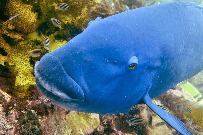 Guided Snorkeling Experience in Bondi - Feeling Comfortable in the Water (Even If You’re New)
