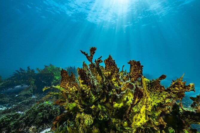 Guided Snorkeling Experience in Bondi - Transport and Timing: The Day Moves at a Realistic Pace