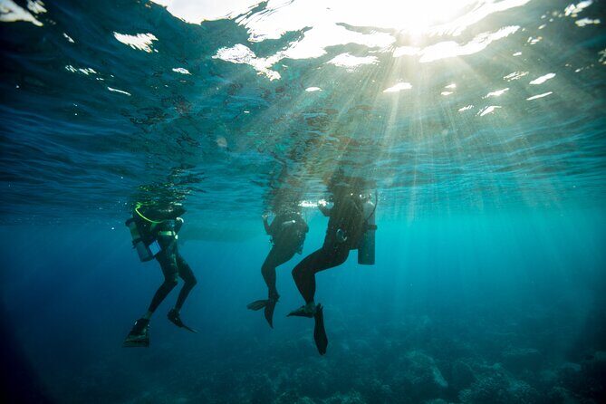 Half-Day Private Discover Dive at Australia's Iconic Beach - The ocean experience: seeing Sydney’s marine life with an instructor