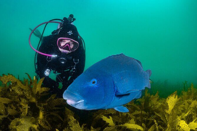 Half-Day Private Discover Dive at Australia's Iconic Beach - Getting set up: included gear and what to bring