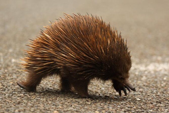 Inside the Greater Blue Mountains World Heritage - A Private Wildlife Safari Overnight - Tickets, Park Fees, and What You’ll Likely Pay for Yourself