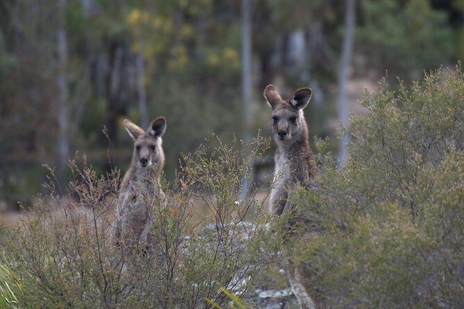 Inside the Greater Blue Mountains World Heritage - A Private Wildlife Safari Overnight - Who This Tour Is Best For (and Who Should Think Twice)