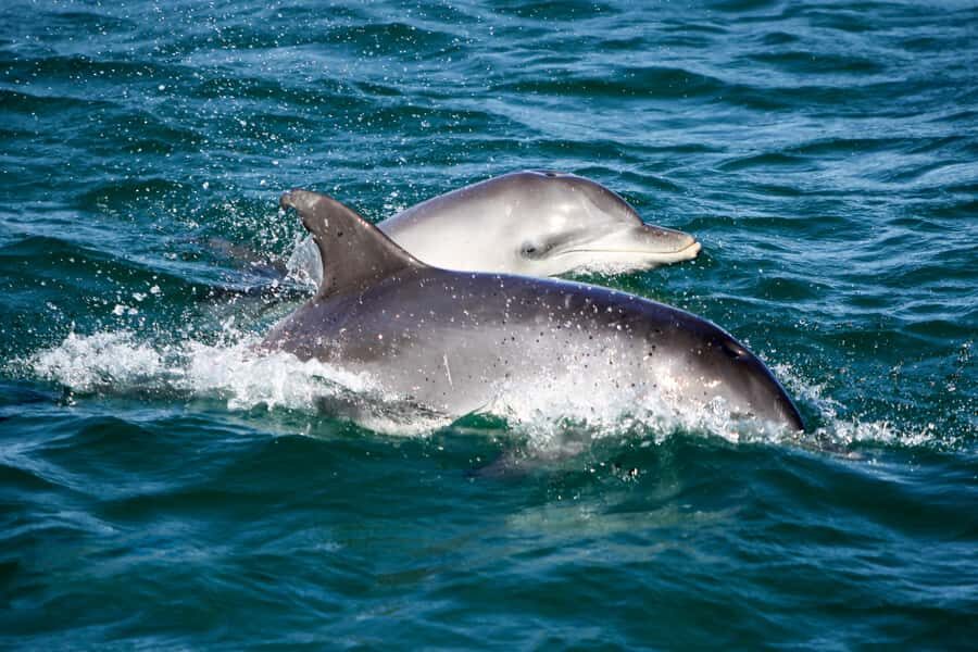 Port Stephens: Dolphin, Lunch, Koalas&Sandboarding -Mandarin - Koala Sanctuary in 30 minutes: short visit, big payoff if you manage your time