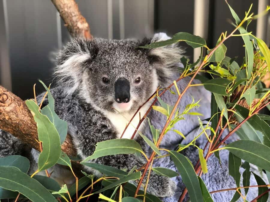 Port Stephens: Dolphin, Lunch, Koalas&Sandboarding -Mandarin - Value check: is $140 for dolphins, koalas, 4WD, and sandboarding a fair deal?