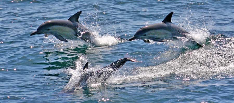 Port Stephens: Dolphin, Lunch, Koalas&Sandboarding -Mandarin - Nelson Bay Dolphin Discover cruise: how to maximize your 90 minutes on the water