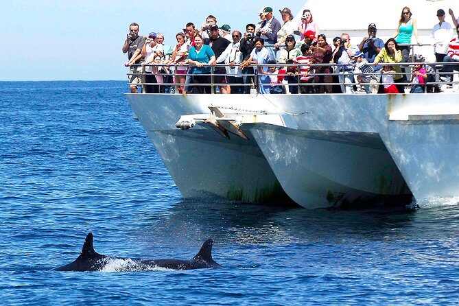 Private Port Stephens Day Trip from Sydney incl Dolphin Cruise - Private pickup, the Harbour Bridge moment, and classic NSW roadside stops