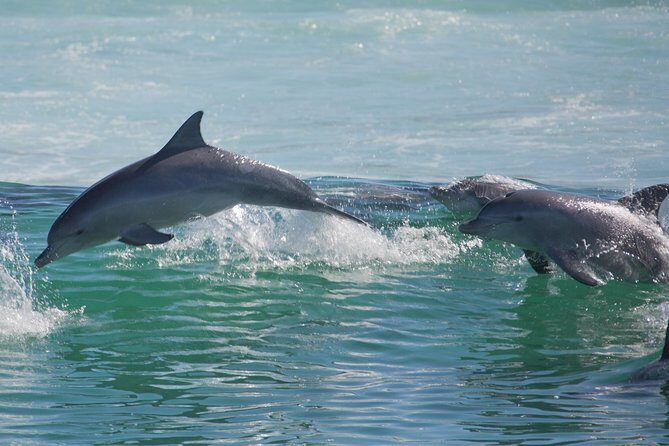 Private Port Stephens Day Trip from Sydney incl Dolphin Cruise - Nelson Bay dolphin cruise on Moonshadow: where the day slows down