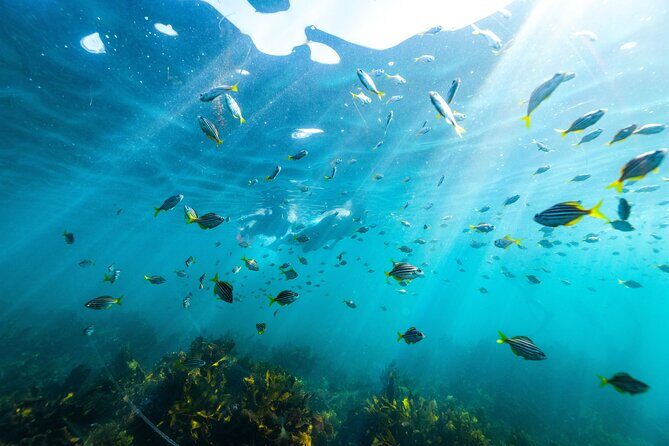 Private Sydney Snorkeling Experience: Explore Cabbage Tree Bay - Key things to know before you go