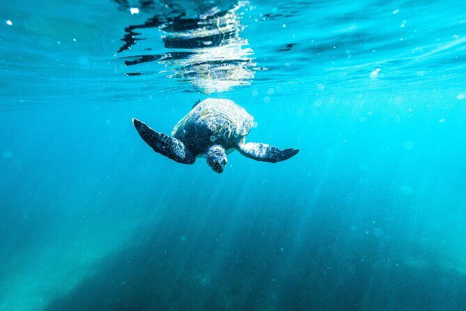 Private Sydney Snorkeling Experience: Explore Cabbage Tree Bay - Damien and the safety-first style that makes snorkeling easier