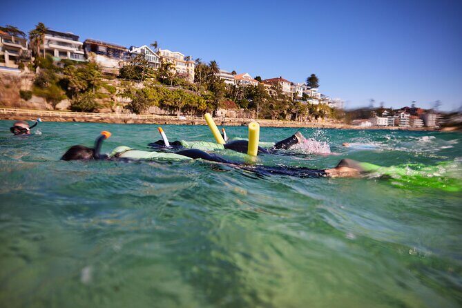 Private Sydney Snorkeling Experience: Explore Cabbage Tree Bay - Who this tour suits best (and who should think twice)