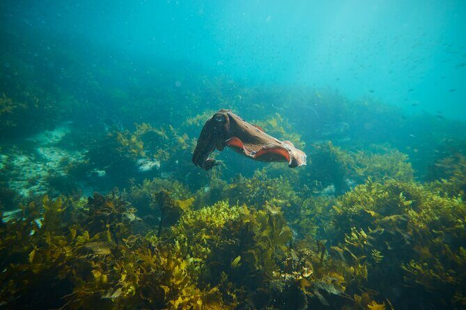 Private Sydney Snorkeling Experience: Explore Cabbage Tree Bay - Weather, timing, and the practical side of going in-water
