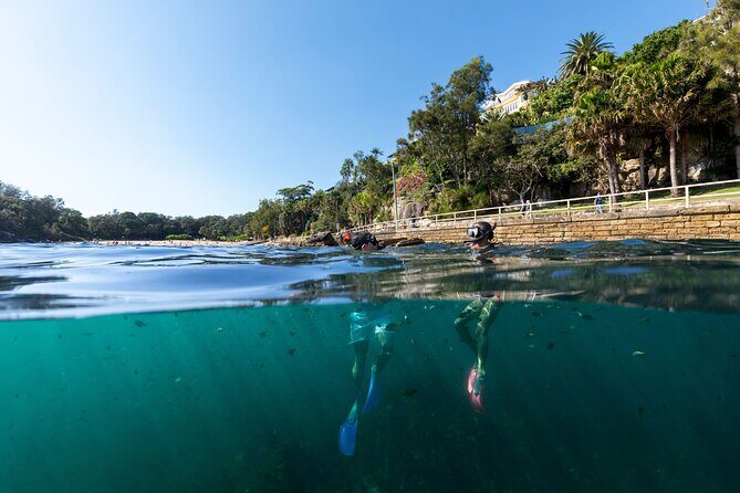 Private Sydney Snorkeling Experience: Explore Cabbage Tree Bay - What the 2-hour snorkel experience really looks like