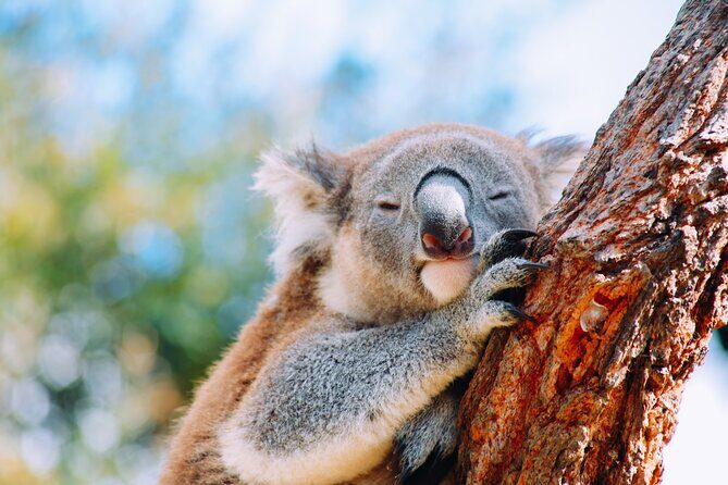 Private Wildlife Waterfalls and Wine Day Tour from Sydney - Key highlights to look for