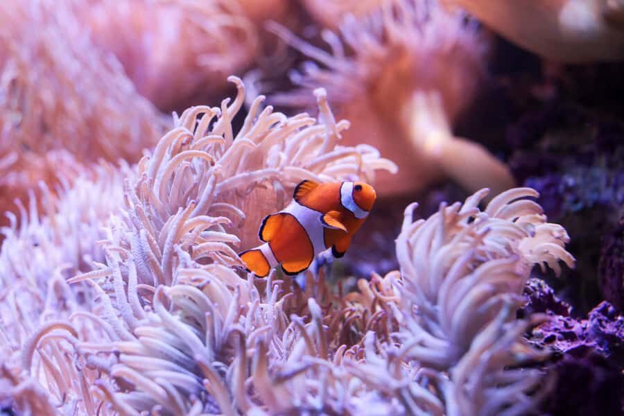 SEA LIFE Sydney Aquarium Entry Ticket - Southern Oceans and Aussie oddballs: penguins, platypus, and seahorses
