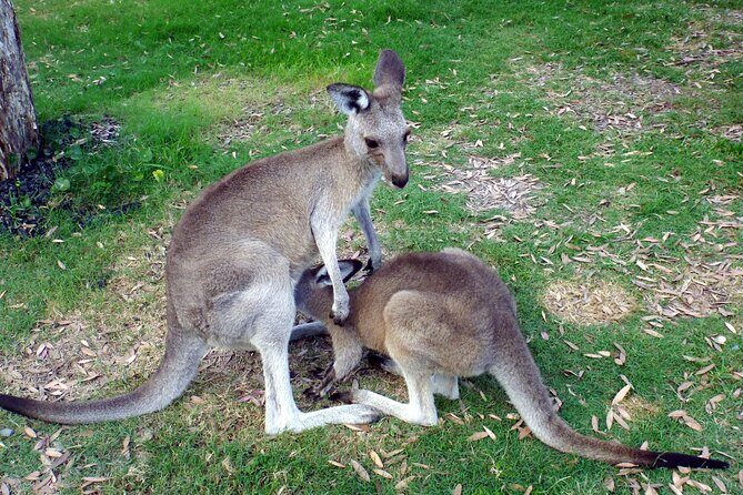 Secret Sydney: Hidden Beaches and Gardens - A picnic-style break with snacks that actually help