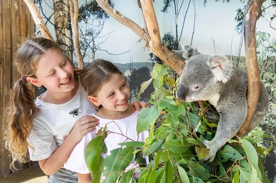 Small Group: Zoo, Blue Mountains, Scenic World Mandarin Tour - Sydney Zoo and the koala photo: the morning that sets the tone