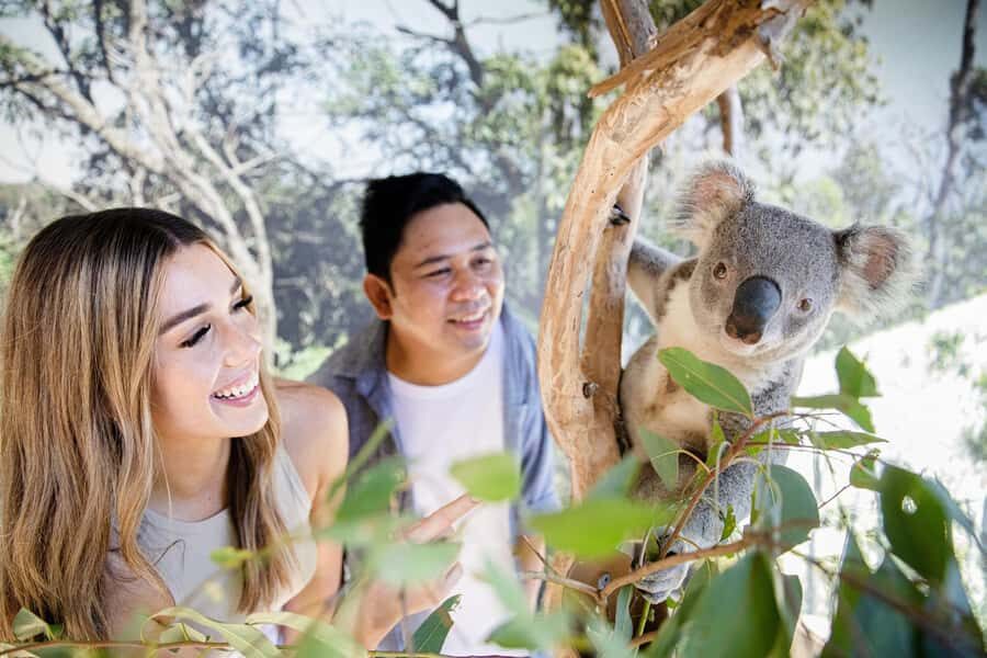 Small Group: Zoo, Blue Mountains, Scenic World Mandarin Tour - Scenic World Unlimited Discovery Pass: the rides that justify the big block of time