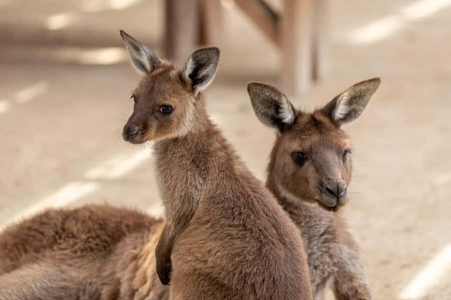 Small Group: Zoo, Blue Mountains, Scenic World Mandarin Tour - Who this Blue Mountains tour fits best