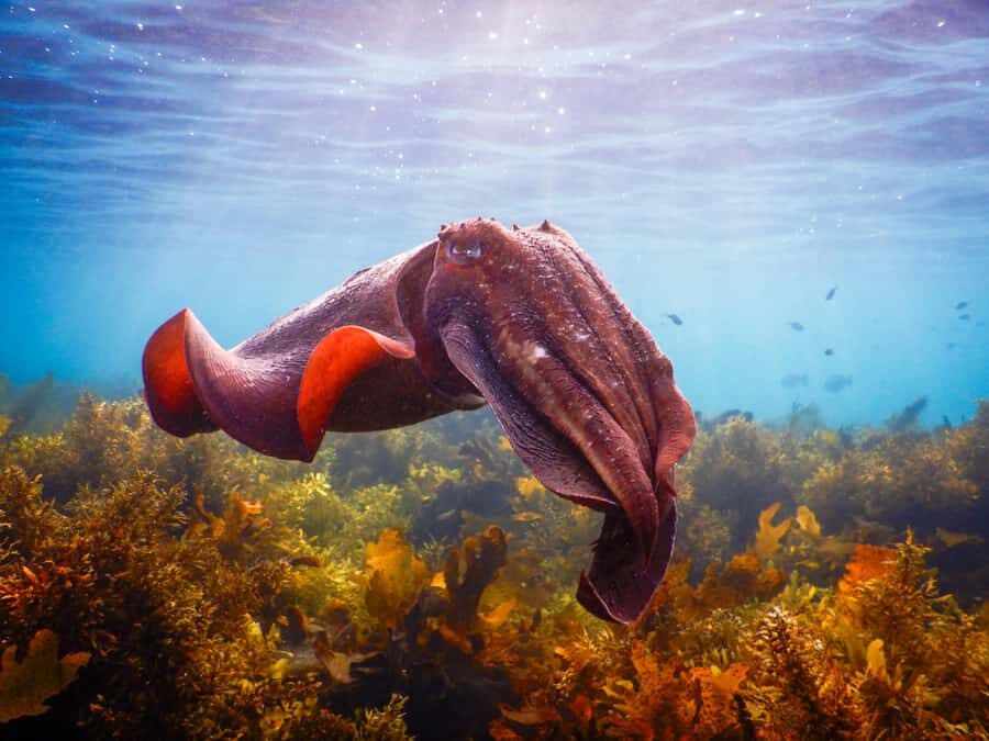 Snorkel Sydney’s Stunning Marine Reserve on a Private Tour - Bronte-Coogee Aquatic Reserve near Bondi: what makes this area special