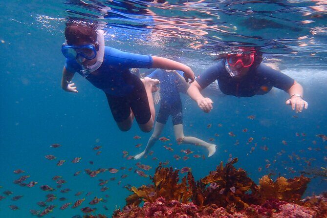 Snorkeling Adventure for Kids with Private Guide In Sydney - Key highlights worth knowing