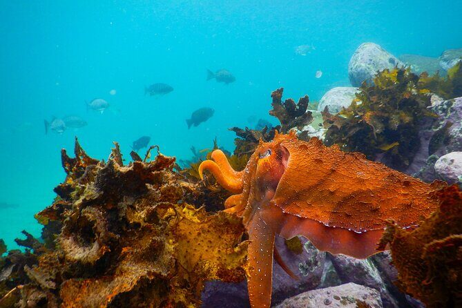 Snorkeling Adventure for Kids with Private Guide In Sydney - Clovelly Beach near Bondi: the family-friendly starting line